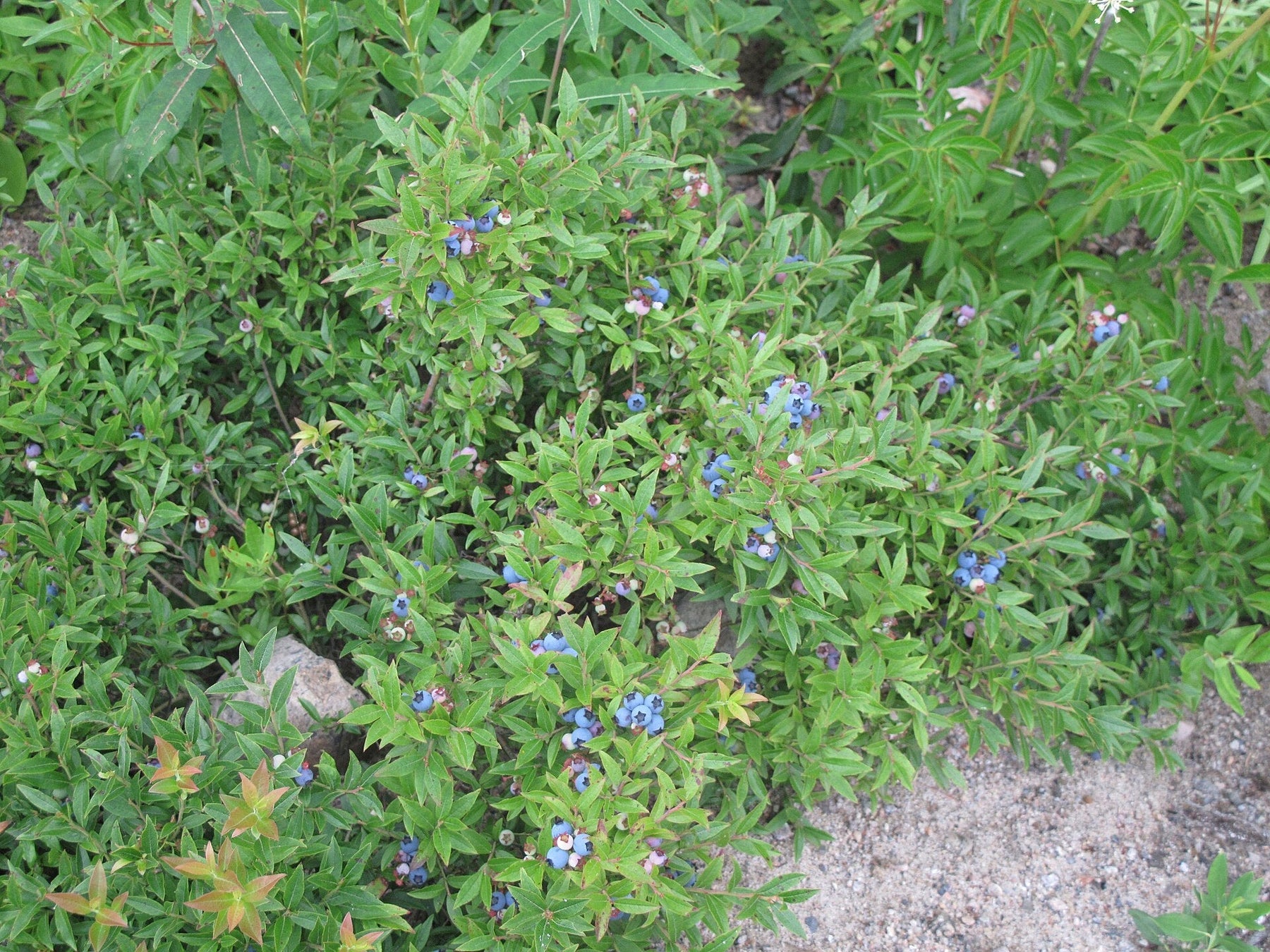 Wilde laagblijvende bosbessen (Vaccinium angustifolium) aan de struik — foto Gilles Ayotte, Université Laval
