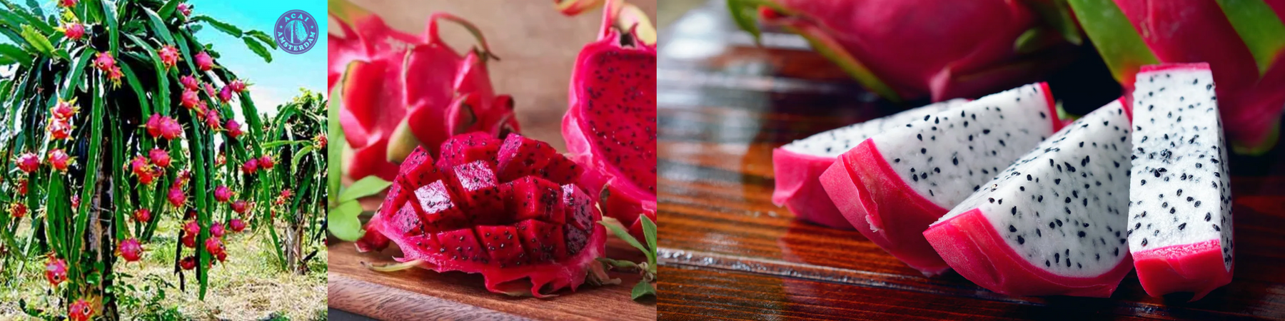 dragon fruit