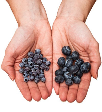 Canadian Wild Blueberry Frozen Whole Fruit